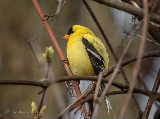 Male Goldfinch DSCN14684