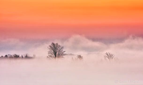 Trees In Sunrise Ground Fog DSCN15254
