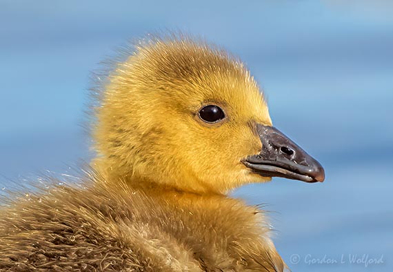 Gosling Up Close DSCN15787crop