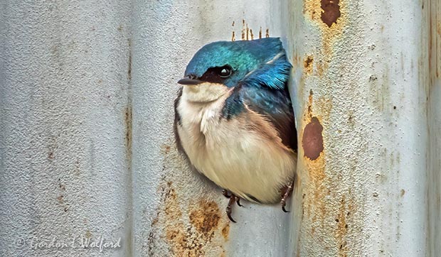 Tree Swallow In The Opening Of Its Not So Arboreal Nest DSCN16085