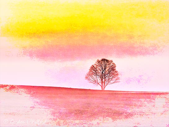 Tree & Ground Fog At Sunrise DSCN15275 Art