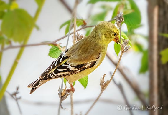 American Goldfinch Snacking DSCN17649