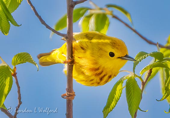 Yellow Warbler SCN17851