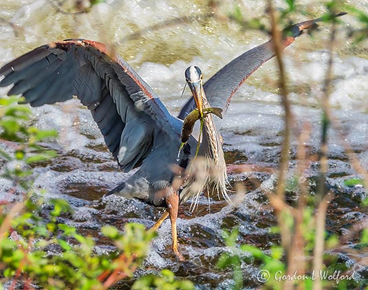 Heron With A Catch DSCN18190