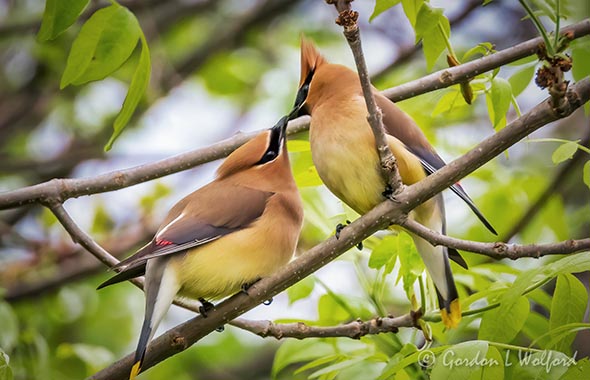 Cedar Waxwings Kissy-Face DSCN18355