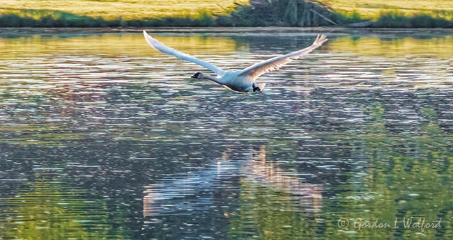 Trumpeter Swan In Flight DSCN18502