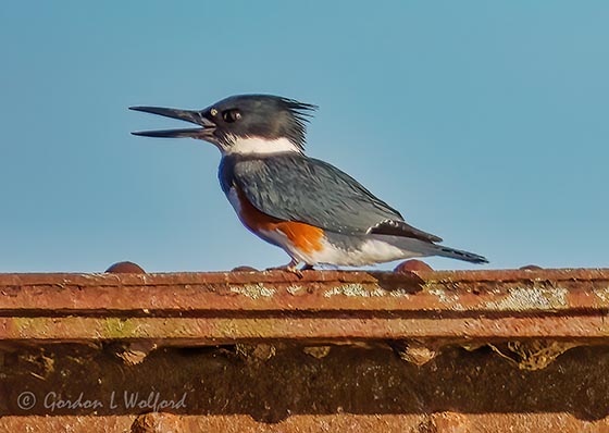 Kingfisher On A Bridge Railing DSCN18687