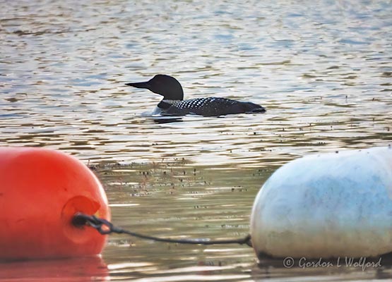 Loon Beyond Float Line DSCN19006