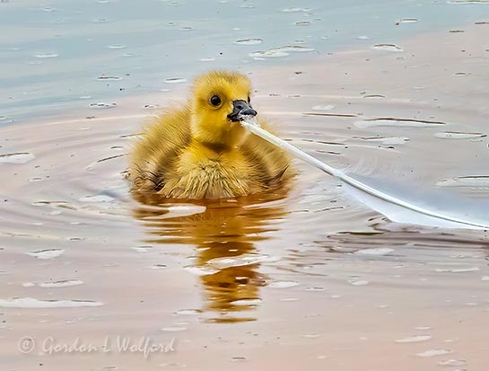 Gosling Tasting A White Feather DSCN19282