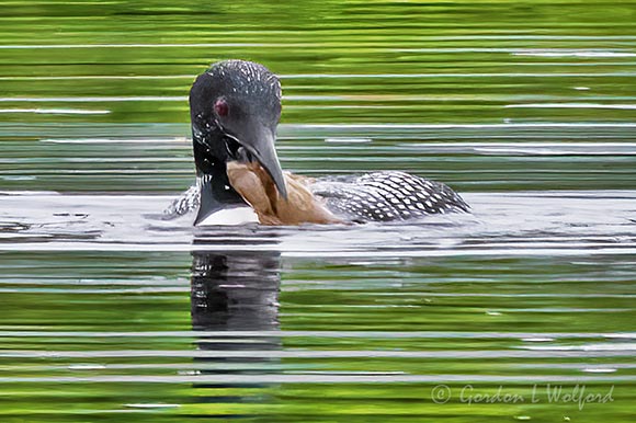 Loon With A Catch DSCN19289