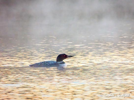 Loon On Misty Water At Sunrise DSCN20859