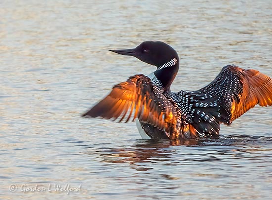 Loon Spreading Its Wings At Sunrise DSCN20870