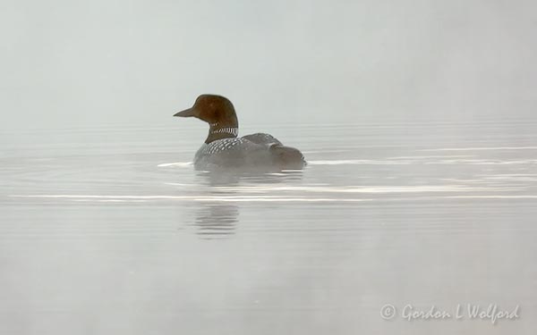 Loon On Foggy Water At Sunrise DSCN21163