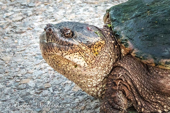 Snapping Turtle Profile DSCN21416