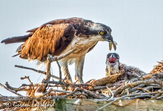 Osprey Feeding Chick DSCN22346