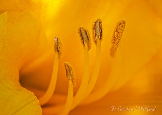 Golden Daylily Stamen Closeup P1030084-5