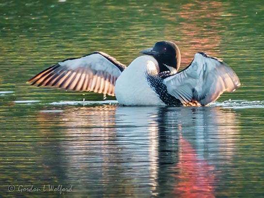 Loon Flapping Its Wings DSCN24713