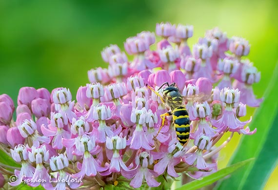 Yellow Jacket On Pink Flower DSCN24767