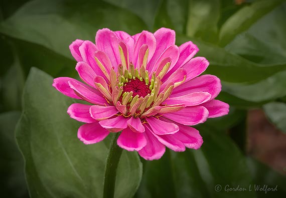 Pink Flower DSCN26484-6