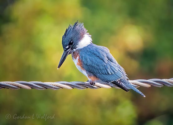 Belted Kingfisher On A Cable_DSCN27363.jpg