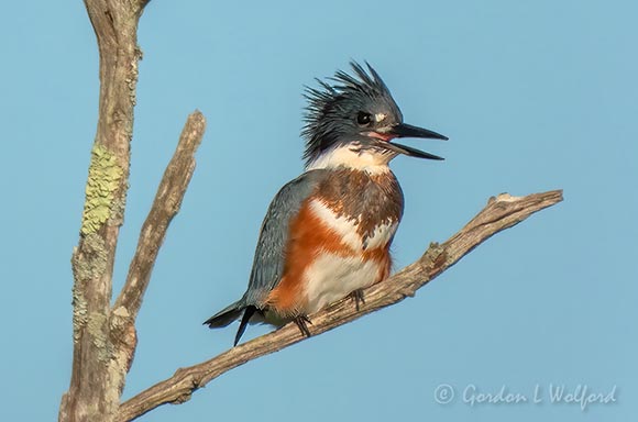 Laughing Belted Kingfisher DSCN28111