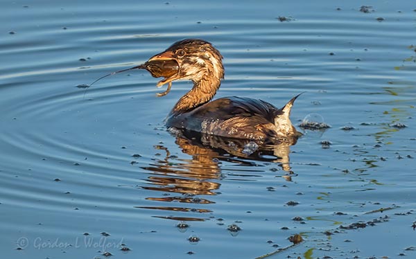 Juvenile Pied-billed Grebe Swallowing A Catch DSCN28246