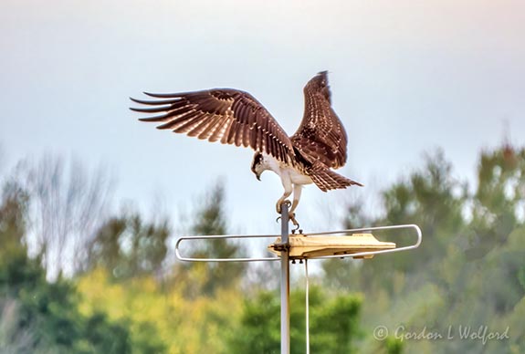 Osprey Landing On An Antenna DSCN30314