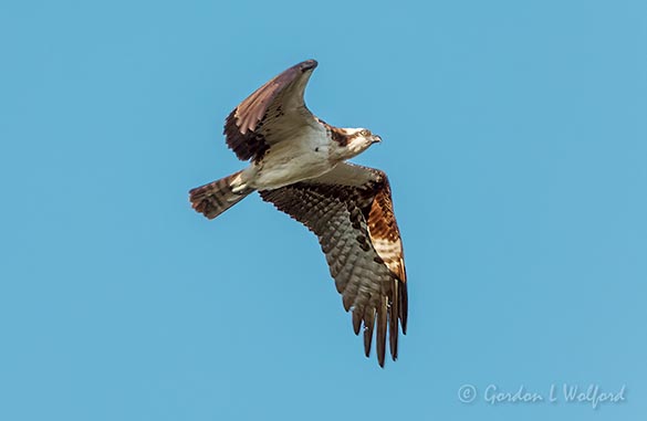 Osprey In Flight DSCN28434