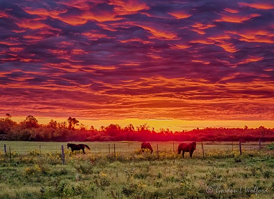 Three Horses Under Sunrise Clouds DSCN31069-74