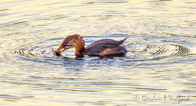 Immature Grebe With A Breakfast Catch DSCN31756
