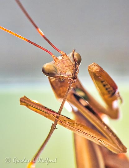 Praying Mantis Cleaning A Leg DSCN32062