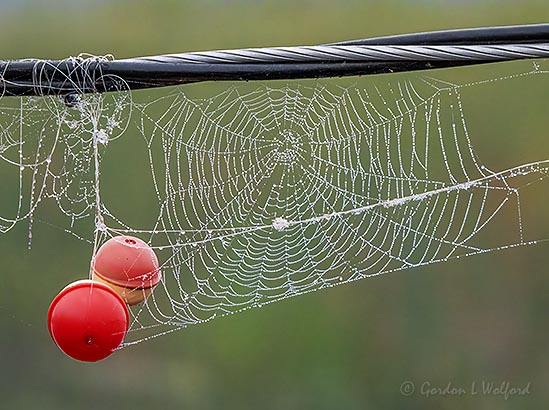 Bobbers & Dewy Spider Web DSCN32625