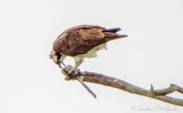 Osprey Dining Out On A Limb DSCN33035