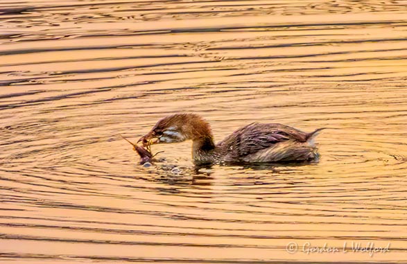 Juvenile Grebe With A Catch At Sunrise DSCN33329