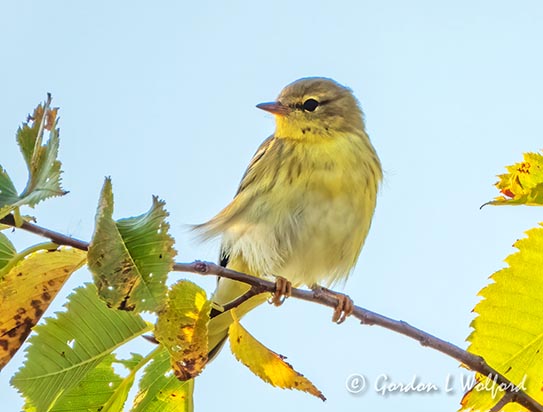 Female Blackpoll Warbler DSCN34739