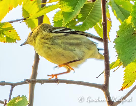 Female Blackpoll Warbler DSCN34735