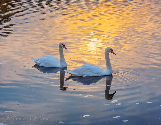 Town Swans Early Morning DSCN36300
