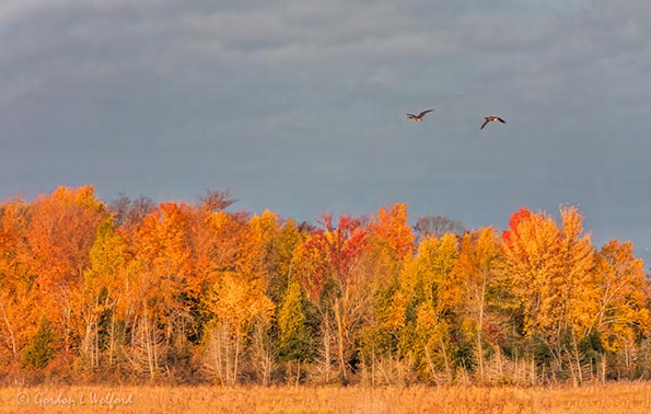 Geese Flying Above Autumn Color DSCN36896-8