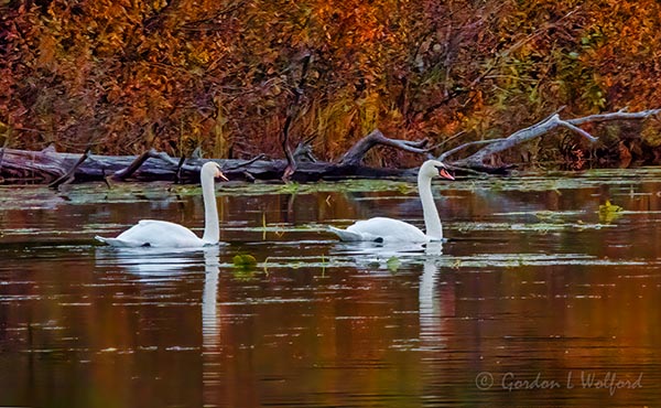 Two Mute Swans DSCN37200