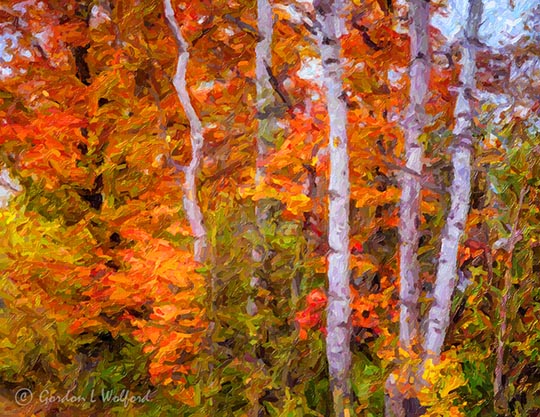 Birches In Autumn Color DSCN36058 Art