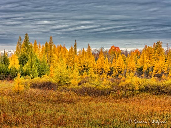 Autumn Tamaracks DSCN37951