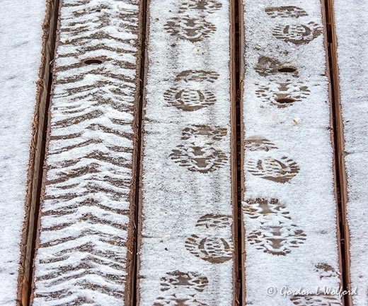 Tracks In Snow DSCN38651