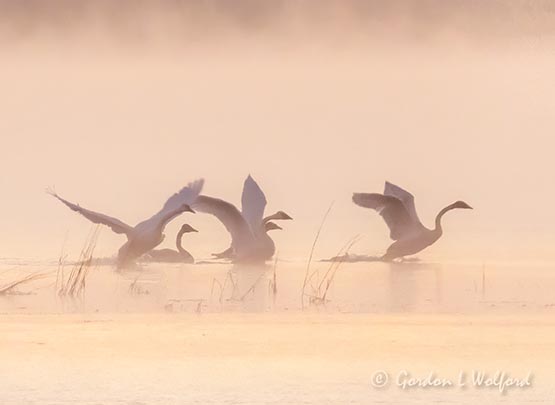 Swans Taking Flight In Sunrise Mist DSCN38960