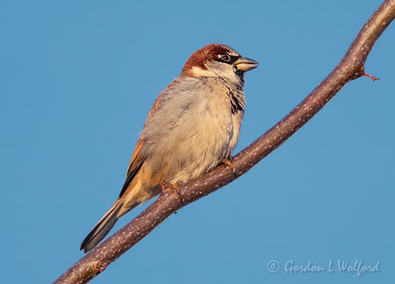 House Sparrow DSCN39616