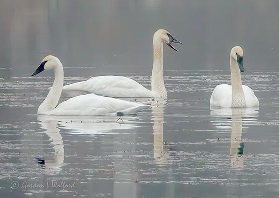 Trumpeter Swan Trumpeting DSCN42205