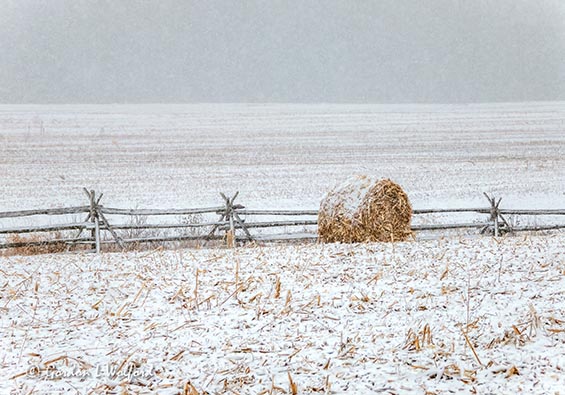 Snowy Bale & Split Rail Fence DSCN42341