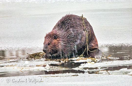 Beaver On Ice Chowing Down DSCN42878