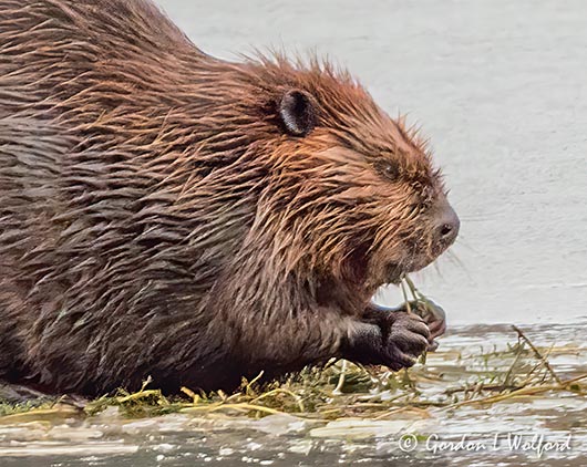 Beaver On Ice Chowing Down DSCN43106