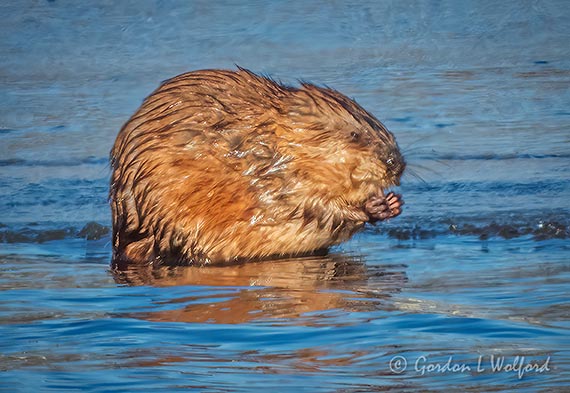 Wet Muskrat On Ice Chowing Down DSCN43519
