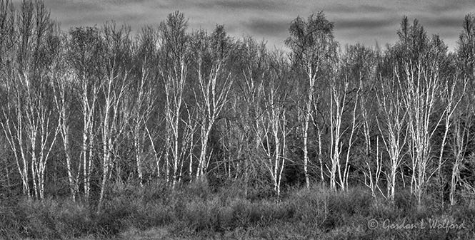 Birches DSCN43790